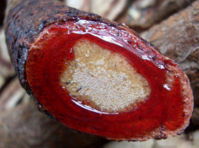 我国罕见的血见树会流血的植物是女人不可少的补血神器