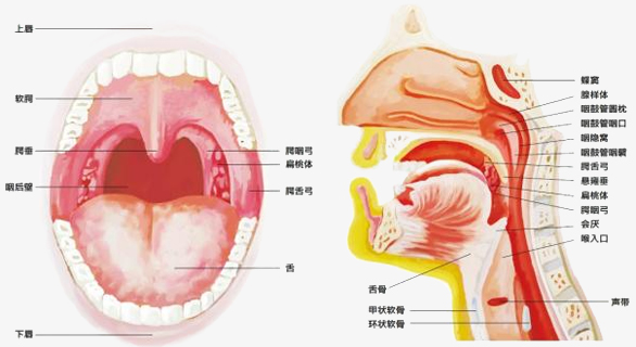 有重复发作咽痛,易伤风或扁桃体周脓肿的病史,或伴有扁桃体源全身性