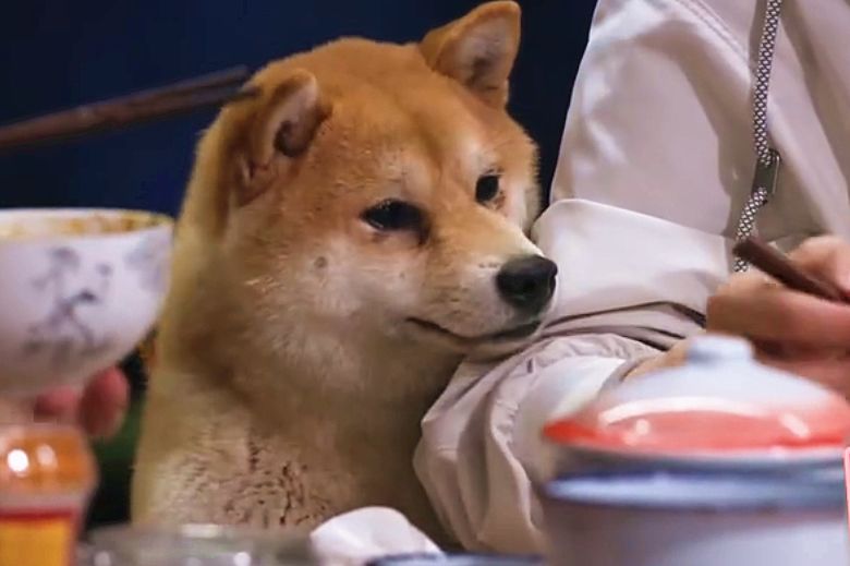 还记得向往生活里的小黄狗吗它们生了四胎黄磊为其征名