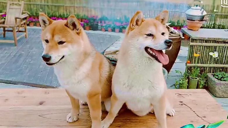 还记得向往生活里的小黄狗吗它们生了四胎黄磊为其征名