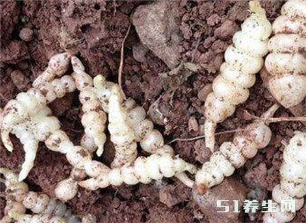 地里这“草”， 营养价值堪比冬虫夏草， 市场有卖却没人挖， 你认识吗?_凤凰网健康_凤凰网