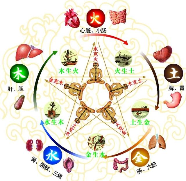 中医讲肝肾生克的生理基础,肝肾亏虚为何会导致腰腿疼痛?_凤凰网健康_凤凰网