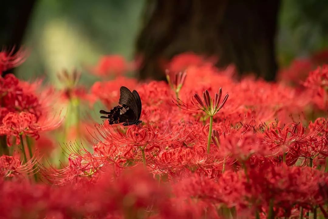 巾着田曼珠沙华公园里有500万株彼岸花,可以说是日本彼岸花群生数量最