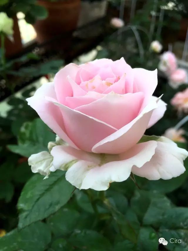 花落花开不间断,春来春去不相关 【1】