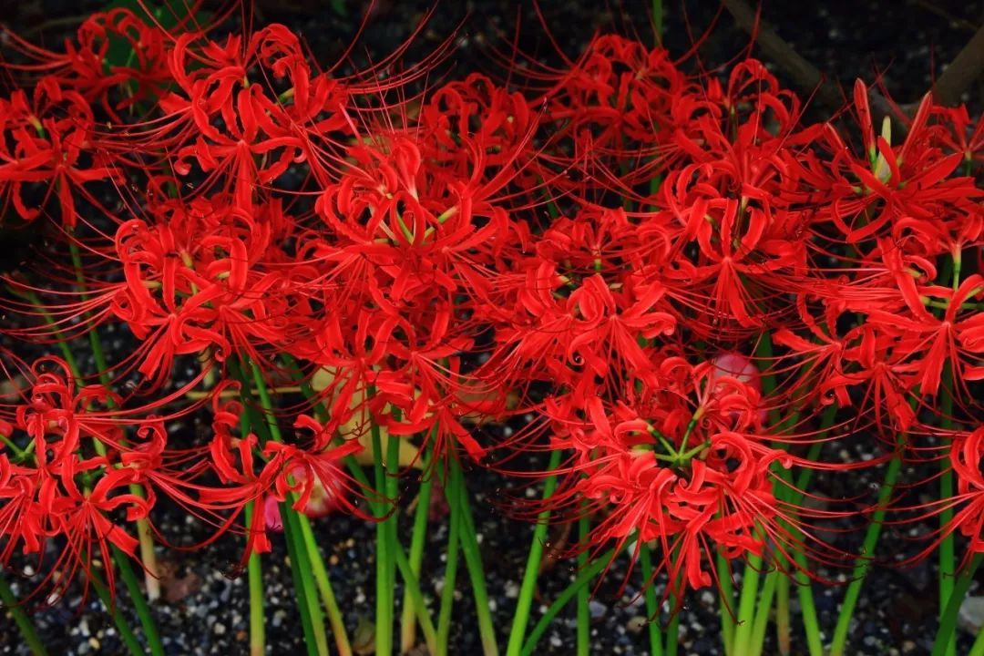 日本的彼岸花大片开放了!妖艳的花海刷爆了朋友圈!