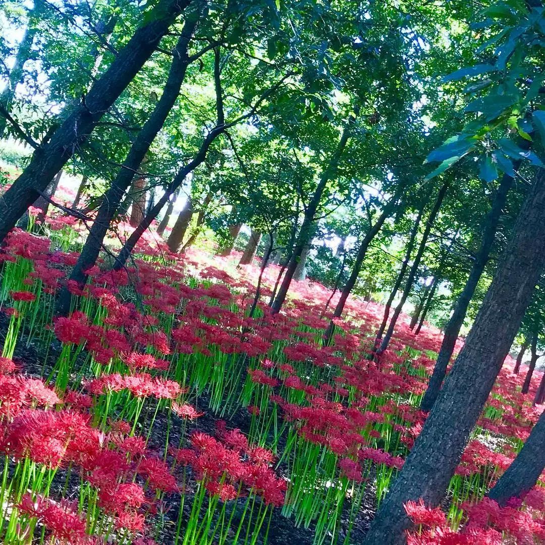 像红色的地毯一样成片的彼岸花,也是巾着田独有的秋季风景.