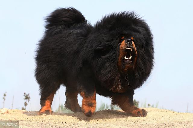 痛惜:男孩被狗咬13天后去世