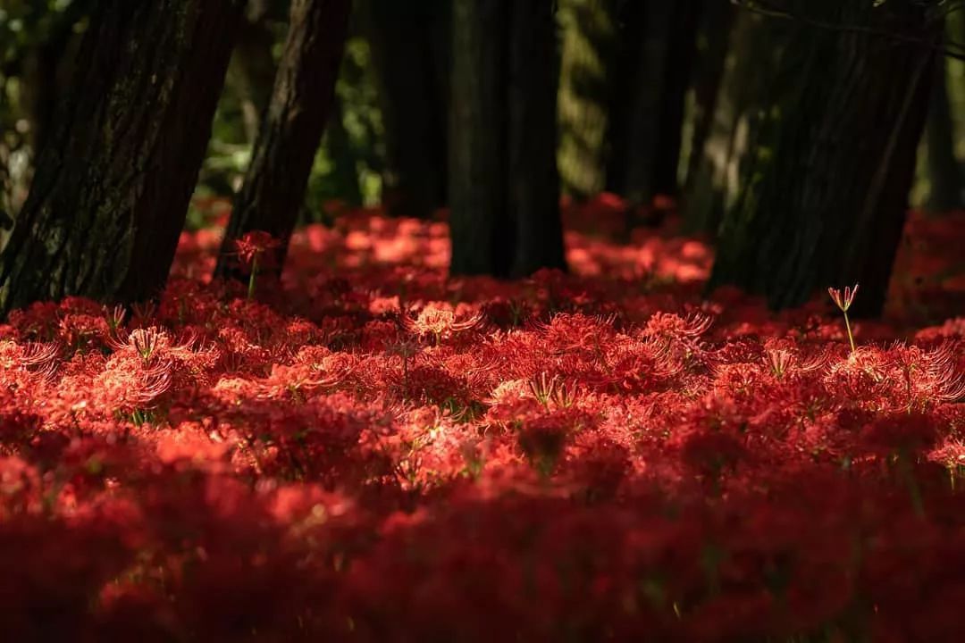 日本的彼岸花大片开放了!妖艳的花海刷爆了朋友圈!