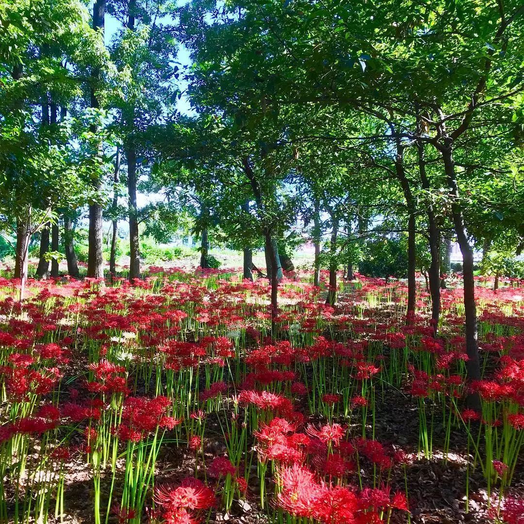 巾着田曼珠沙华公园里有500万株彼岸花,可以说是日本彼岸花群生数量最