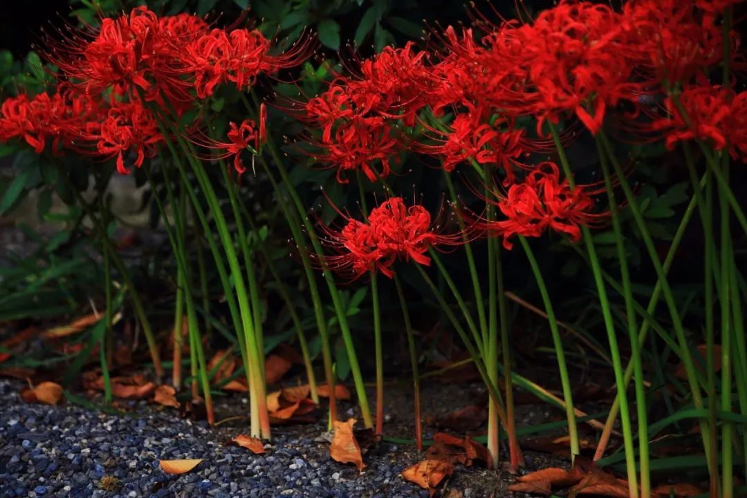 日本的彼岸花大片开放了!妖艳的花海刷爆了朋友圈!