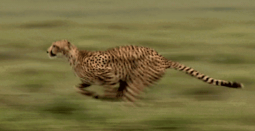 500_257gif 动态图 动图