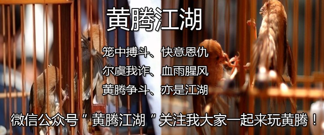 紧急通知!黄腾鸟界骗子曝光!__凤凰网