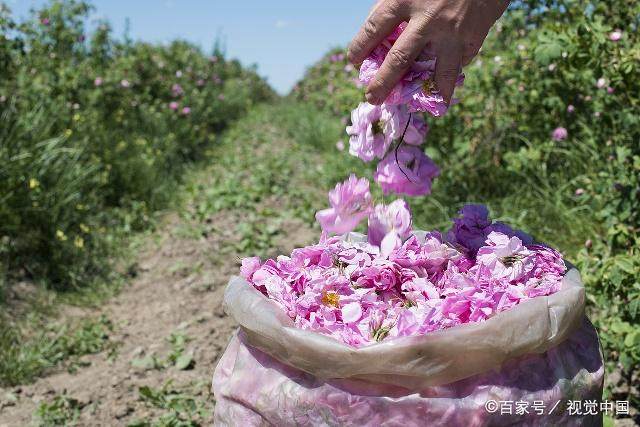 玫瑰精油的加工,玫瑰精油贵的原因