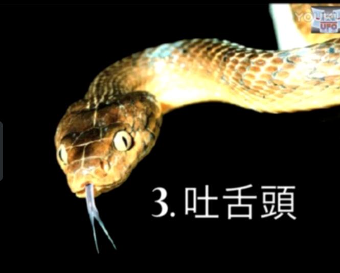 蜥蜴人就在我们周围抓紧干活