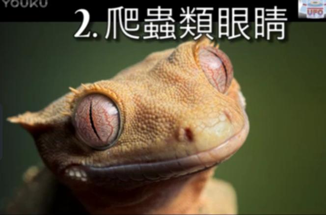 蜥蜴人就在我们周围抓紧干活