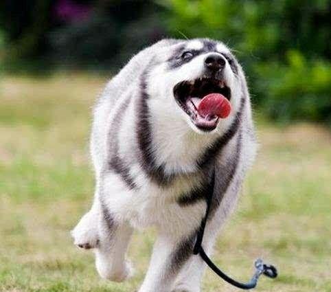 盘点十个原因,告诉你哈士奇不是一般的狗