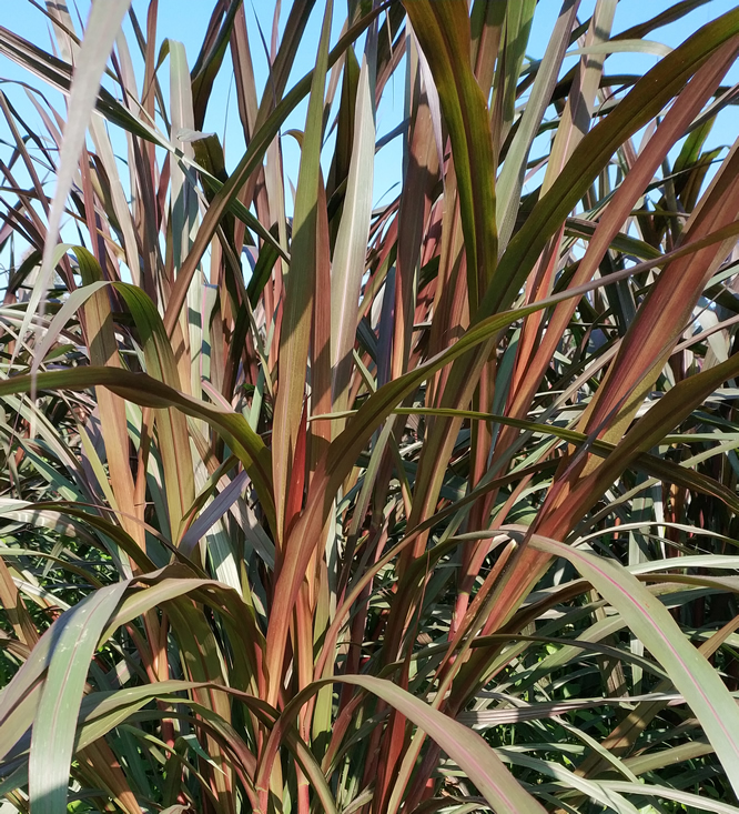 巴西红象草的经济和生态效益