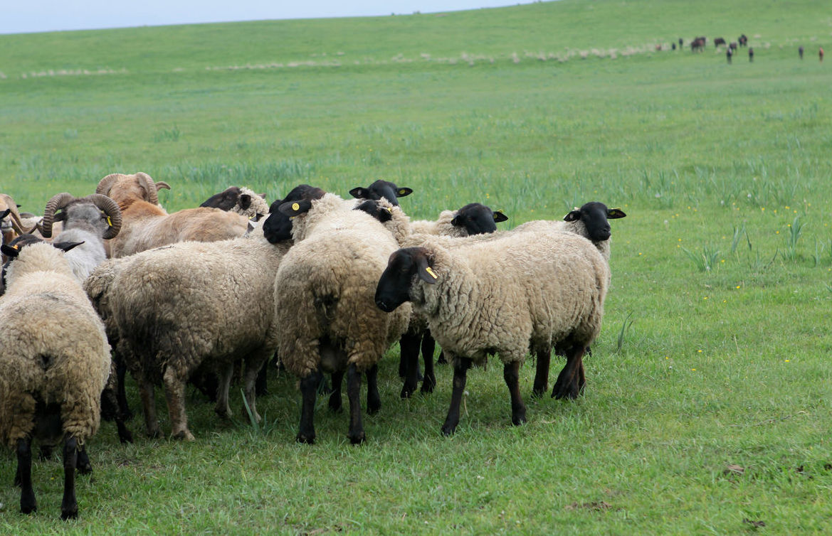 天然草场,奔跑着被誉为"肉中人参"的苏尼特羊,乌珠穆沁羊,察哈尔羊,得