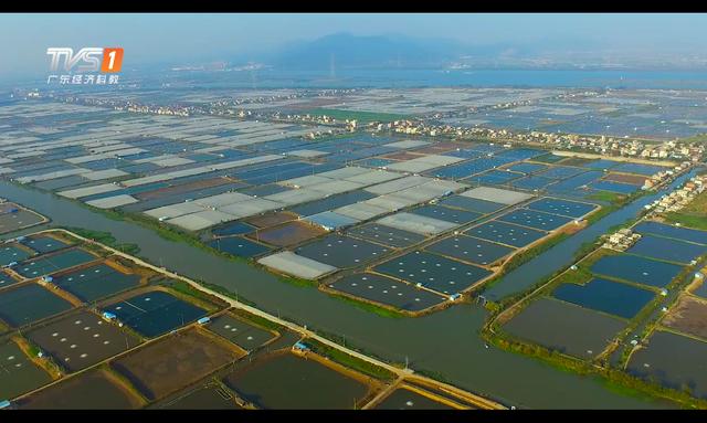 广东经济频道广东新焦点报道珠海市白蕉镇昭信村