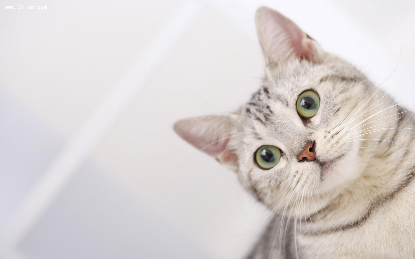 两只公猫可以一起养吗？__凤凰网