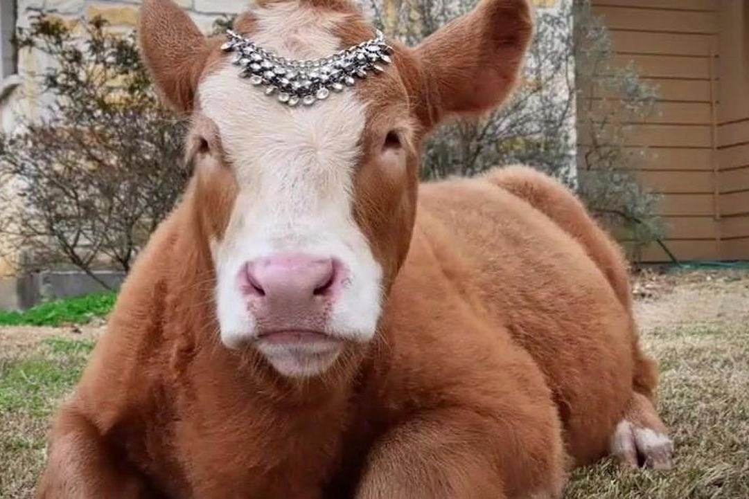 小牛从小和狗狗生活,认为自己是狗,网友:一副狗样