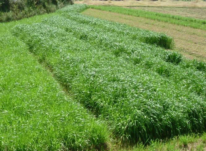 冬闲田种植黑麦草走养殖致富路