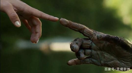 拥有最高智慧的lucy能够穿梭时空,随着时间的倒退,去拜访了一只猿猴