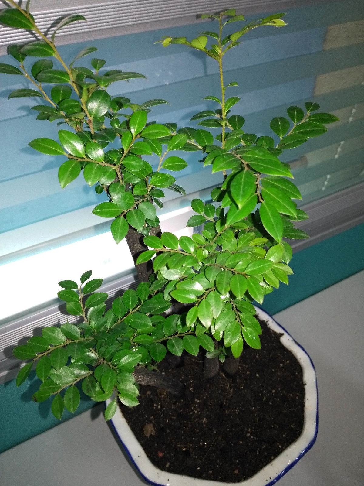 盆景植物丨小叶紫檀的养护方法和注意事项!