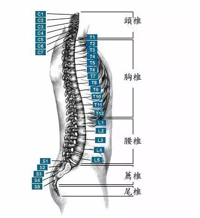 第一腰椎位置图图片