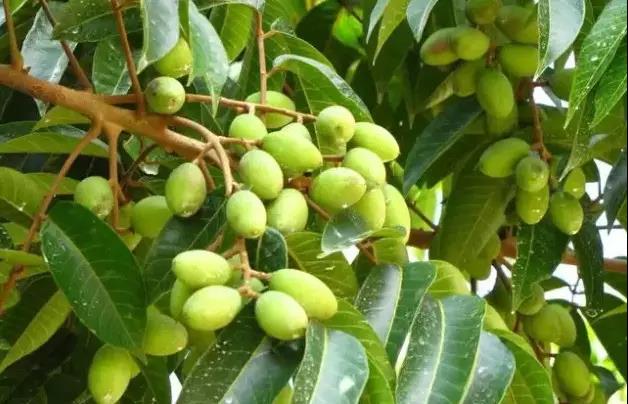 潮州青橄榄嘴白整的解决办法