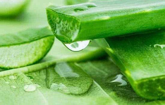 芦荟美容护肤方法