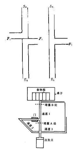 托尔曼白鼠走迷宫实验图片