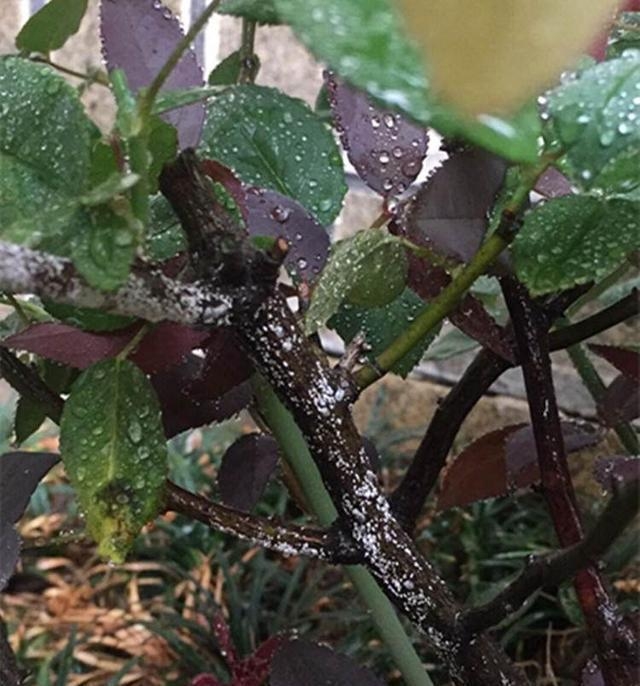 月季褐斑病症状表现和传播途径从源头入手才能使月季花更茁壮