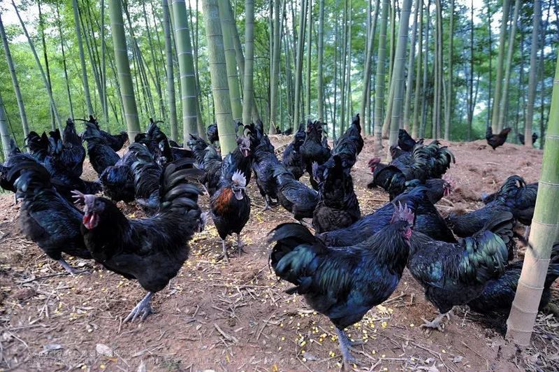 贵州赤水高山生态竹乡乌骨鸡实地验证