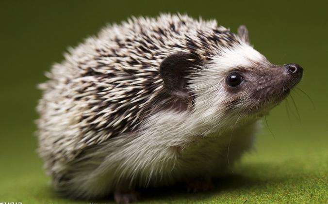 东北大仙出马仙看事之白仙保家仙一仙翠堂