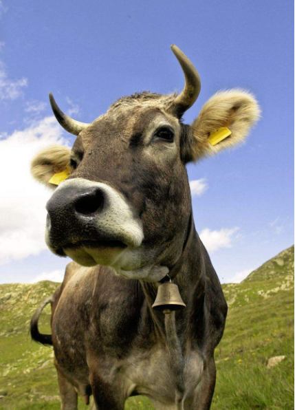 秋季谨防牛眼虫病别让一头好牛失去看世界的眼睛