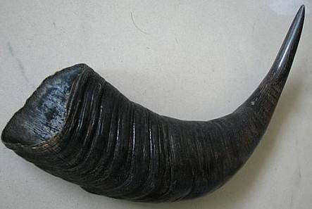 水牛角有什么用泰禾滋补秘方