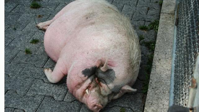 怎么样让猪拉的屎不臭喂什么饲料大有讲究10月27日生猪价格