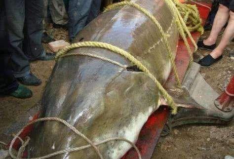 中国独有最大淡水鱼,能长2000斤,人称"水中黄金"