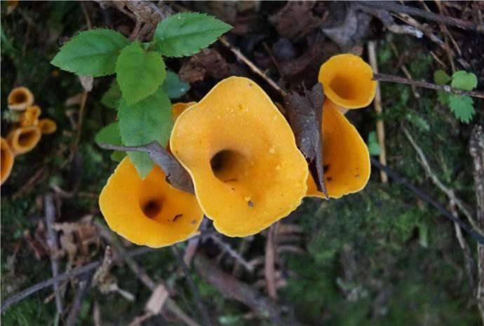 阔叶林中生长的菌外形像喇叭却是带有水果香味的野生食用菌