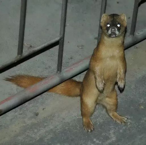 1981年的香港狐仙灵,以及东北的一些保家仙