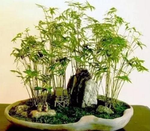 古人说不可居无竹但今人这样养佛肚竹状态好千倍