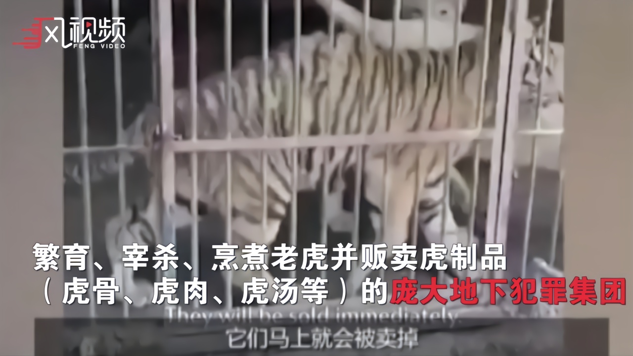 实拍:捷克一老虎屠宰场被捣毁 老虎产品流向中国