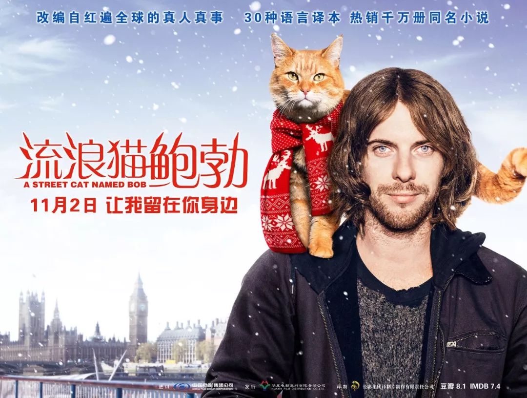 免费观影丨《流浪猫鲍勃》高口碑治愈,萌宠互动暖化人心