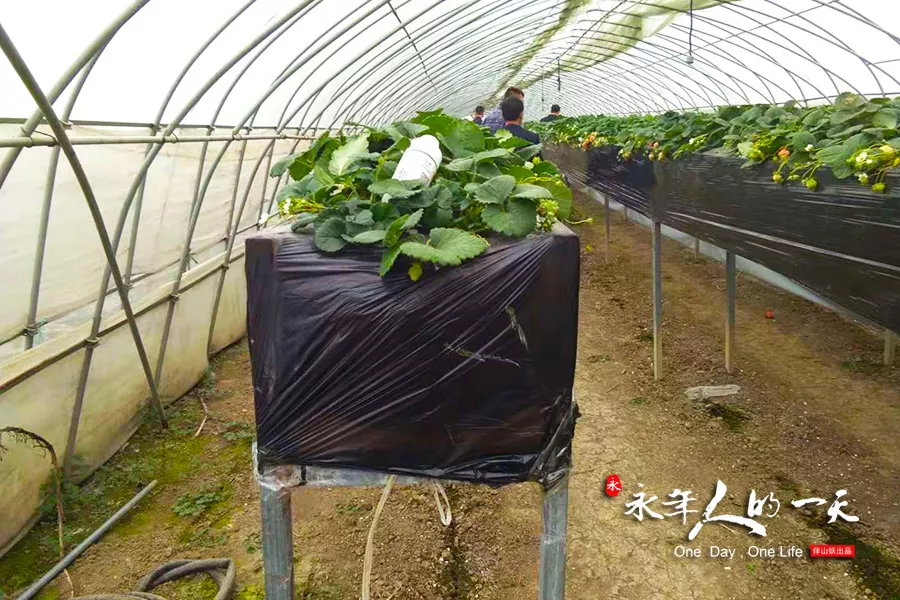 地产老总回乡发展特色蔬菜 带领乡亲共同致富|永年人的一天 45期