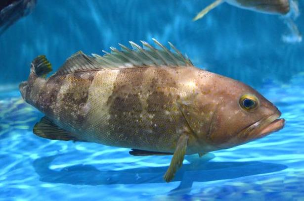 驻马店美食——斑鱼片开启你味蕾的传奇之旅__凤凰网