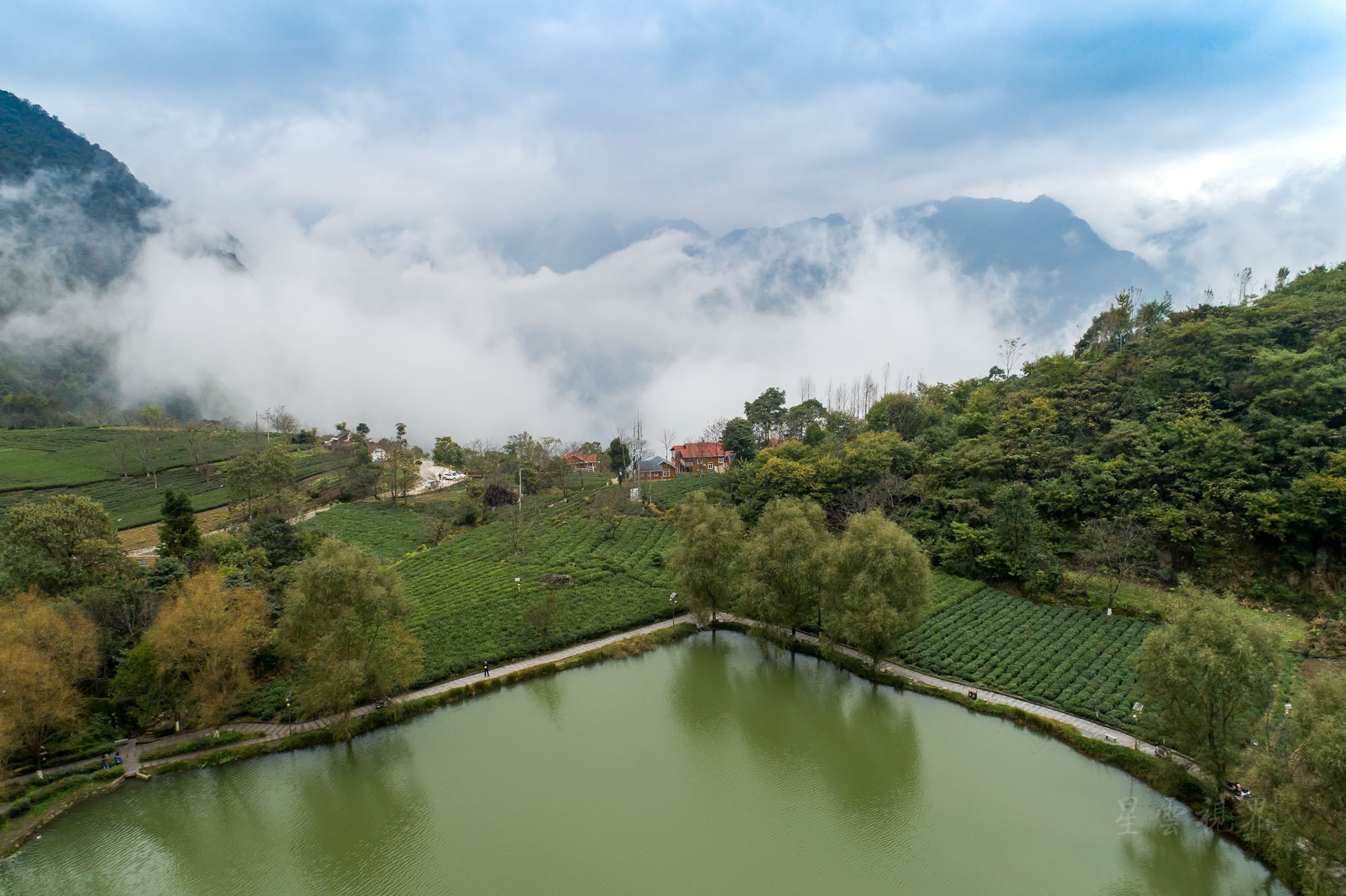 甘肃陇上江南碧口马家山也是极品龙井产地