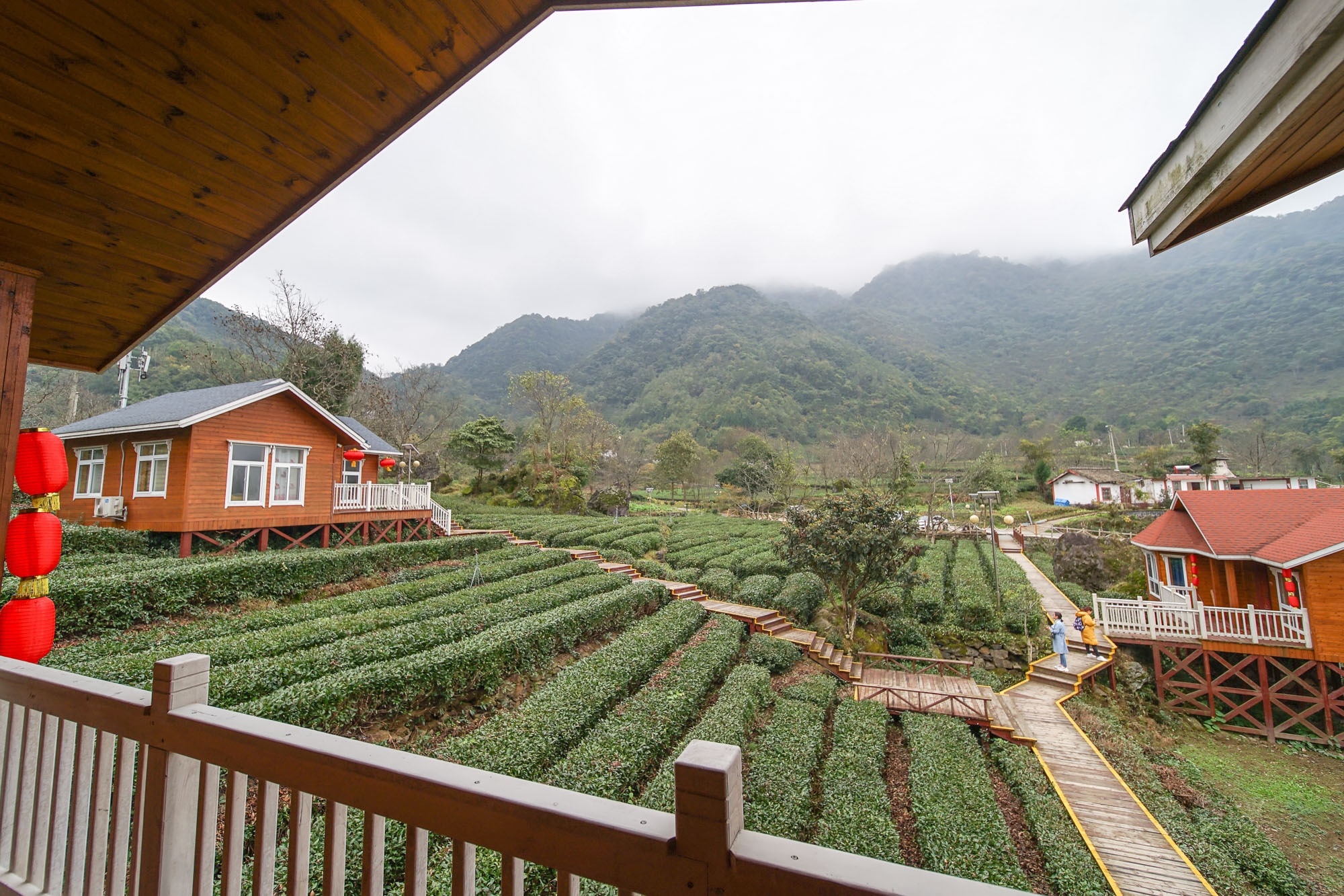 甘肃陇上江南 碧口马家山也是极品龙井产地