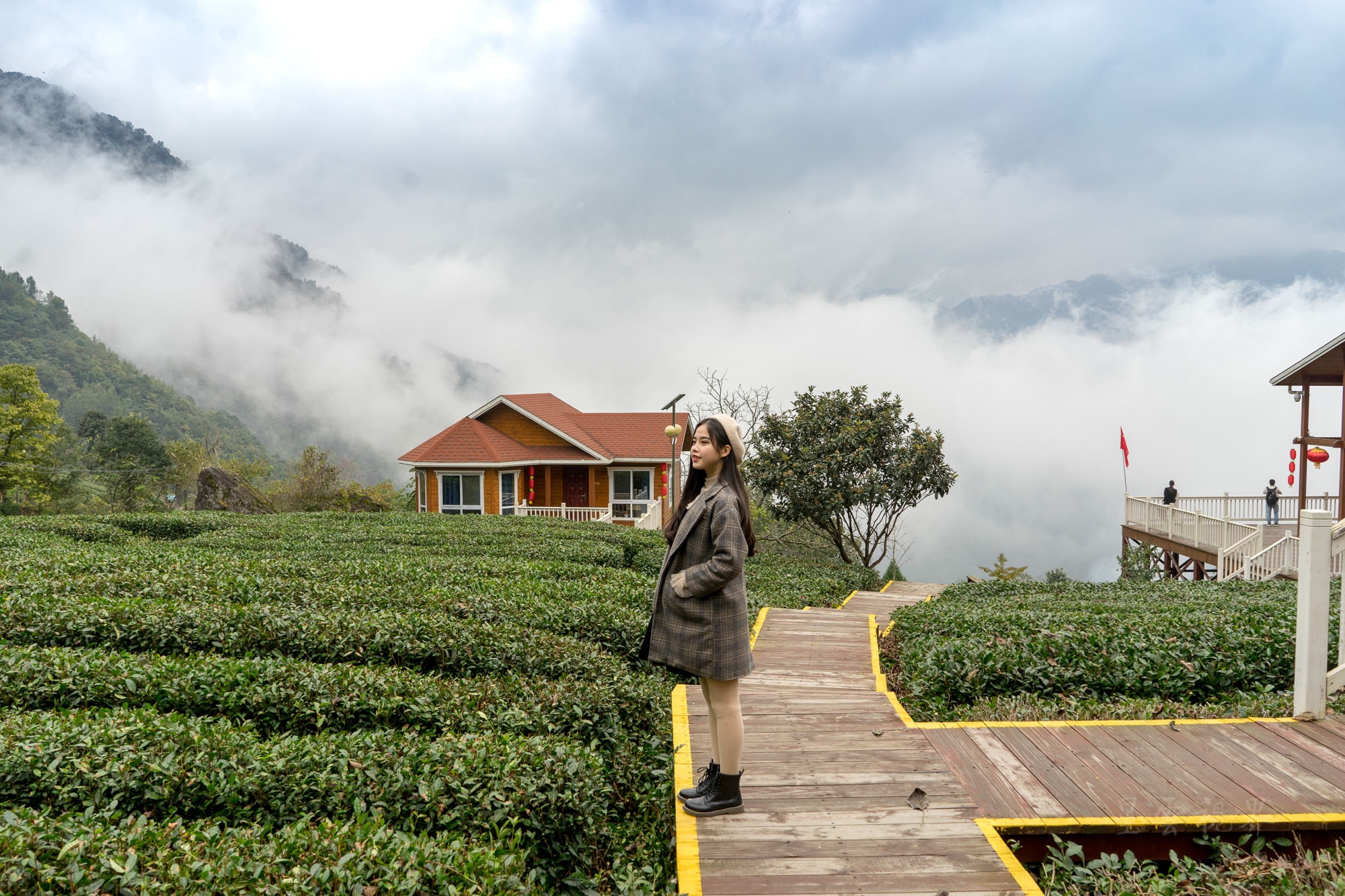 甘肃陇上江南 碧口马家山也是极品龙井产地