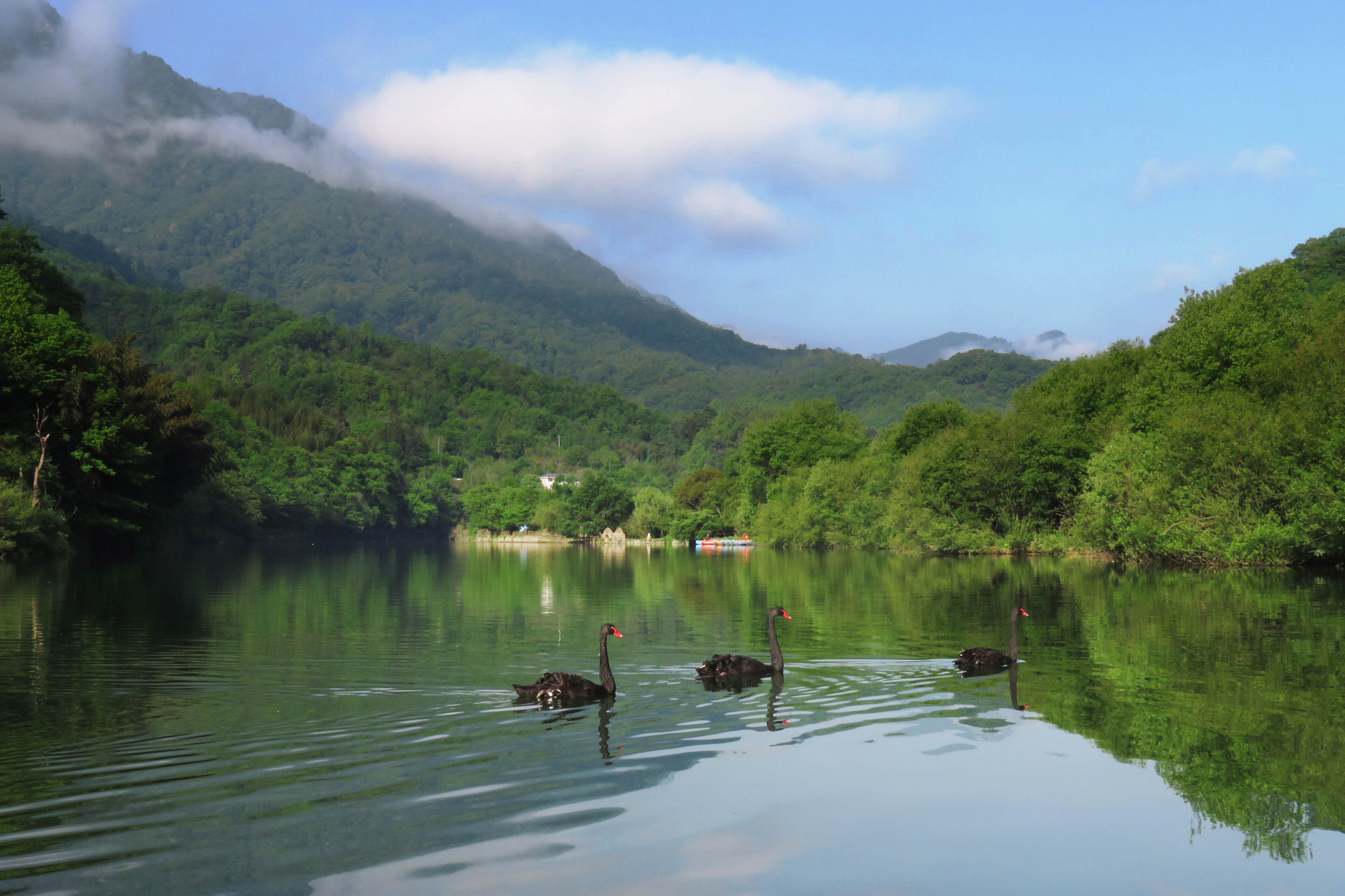 康县阳坝 天然氧吧 梅园沟内深藏天鹅湖__凤凰网